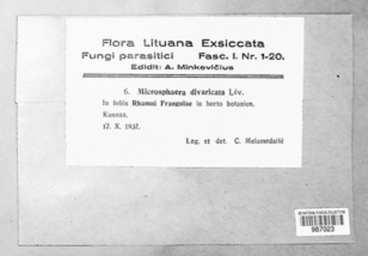 Erysiphe divaricata image